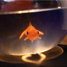 Fishbowl Production - Murphy's Magic 